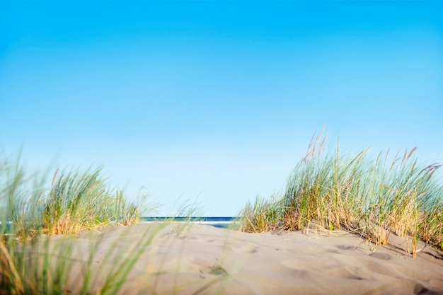 Sand Dunes with Grass on Beach