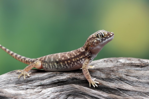 Free photo sand gecko sunbathing on the wood