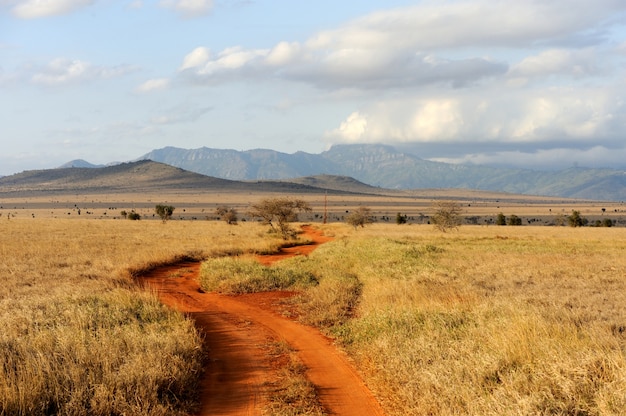 Savannah landscape in the National park in Kenya, Africa