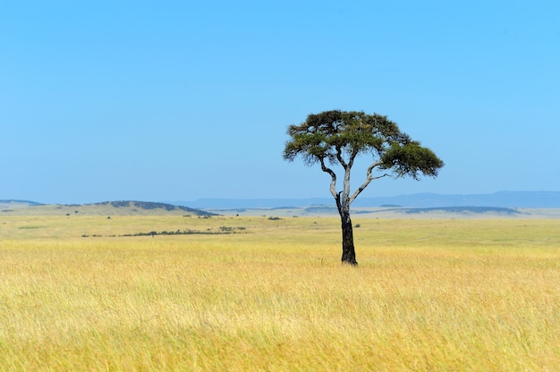 Free photo savannah landscape in the national park in kenya