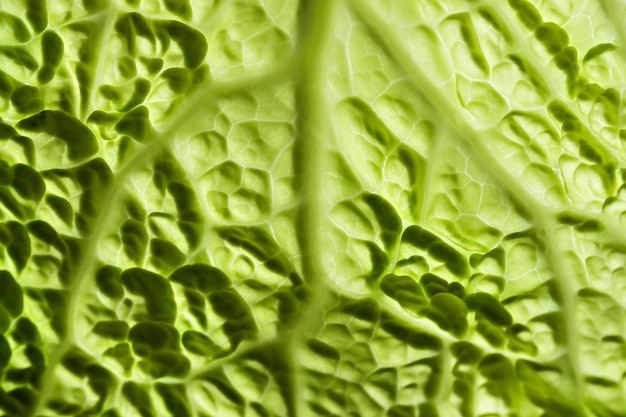 Free photo savoy cabbage leaf close up.