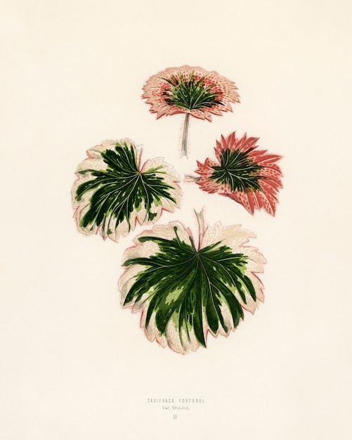 Free Photo saxifrage engraved by benjamin fawcett