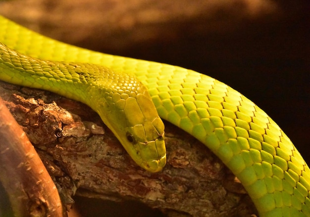 Scaley green mamba snake resting on a branch