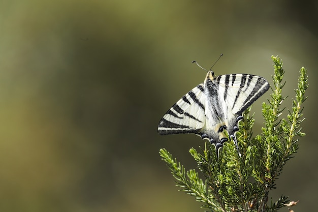 Free photo scarce swallowtail, iphiclides podalirius