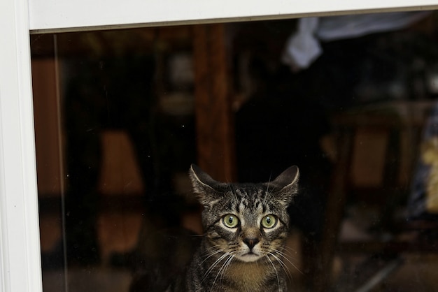 Scared grey cat with green eyes sits before the window 