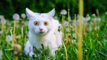 Free photo scared white cat looking afraid at the camera in a green lawn full of dandelions