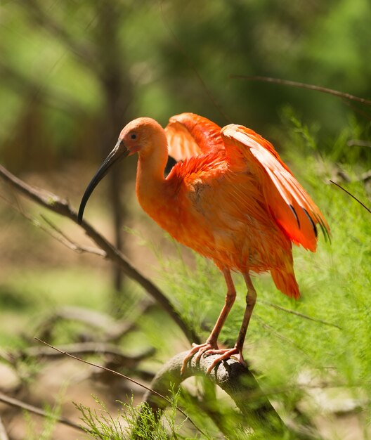 Scarlet Ibis