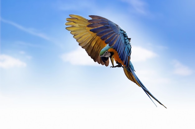 Free photo the scarlet macaw ara macao flying through on sky big parrots flying in formation on the sky