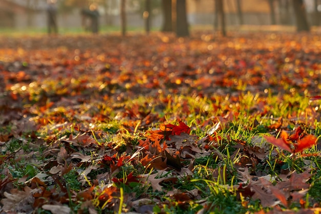 Scattering of dry autumn oak leaves on grass lawn at sunny day close up of colorful fallen leaves in