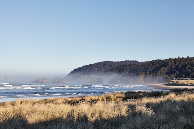 Scenery of beachgrass in the morning at Cannon Beach, Oregon