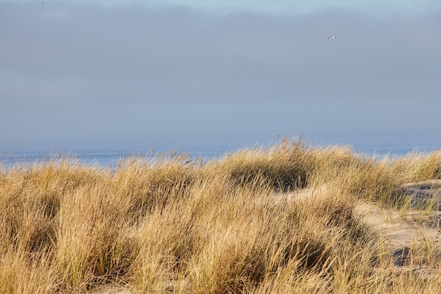 Scenery of beachgrass in the morning at Cannon Beach, Oregon