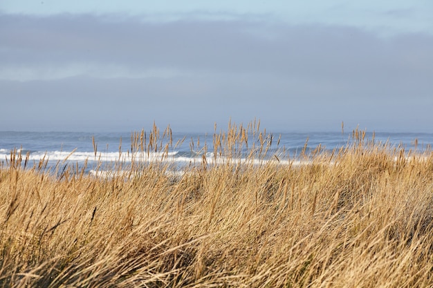 Scenery of beachgrass in the morning at Cannon Beach, Oregon