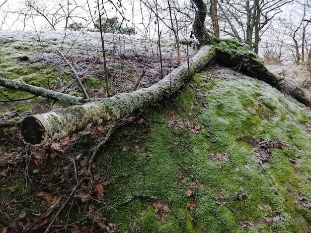 Scenery of a green forest in Larvik, Norway