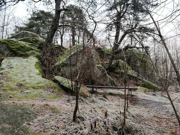 Scenery of a green forest in Larvik, Norway