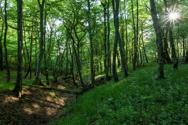 Scenery of the sun shining over a green forest full of high rise trees and other plants