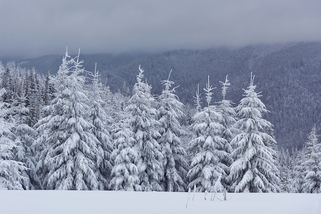 Free photo scenic image of spruces tree. frosty day, calm wintry scene.