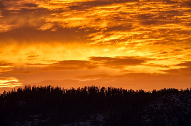 Scenic shot of the orange sky above the forest during sunset