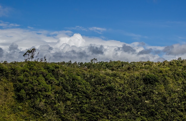 Scenic view of a beautiful forest on a cloudy day