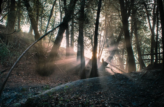 Free Photo scenic view of a forest with tall trees blocking the sun