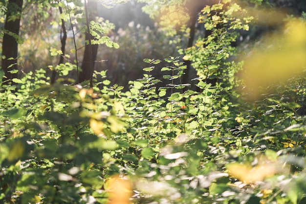 Free Photo scenic view in forest