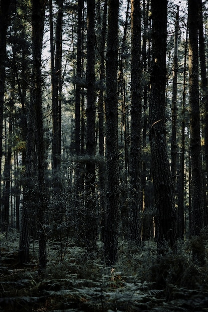 Scenic view of tall tropical trees growing in forest