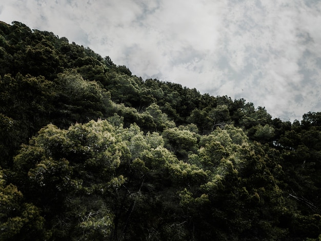 Scenic view of trees against cloudy sky