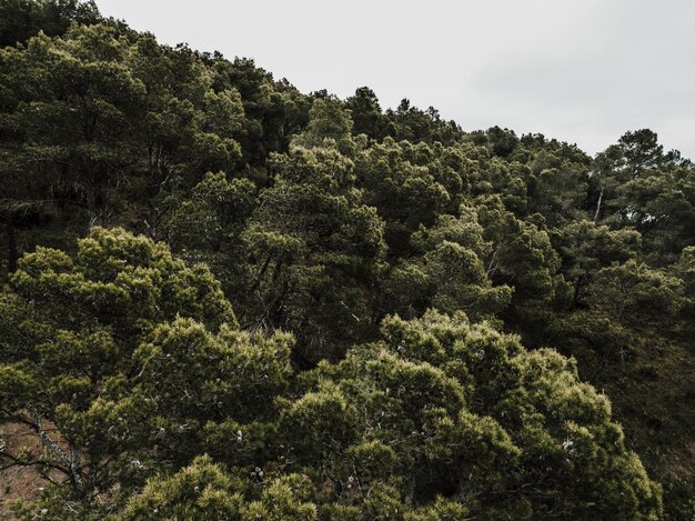 Scenic view of trees growing in forest