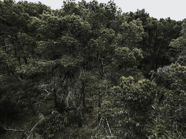 Free photo scenic view of tropical trees in forest