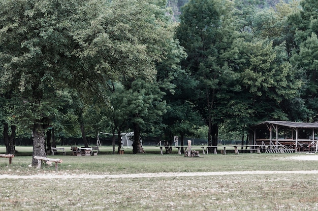 Scenics view of trees in the park