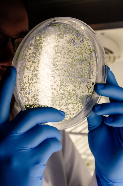 Free photo scientist examining a green substance on a petri dish while conducting coronavirus research