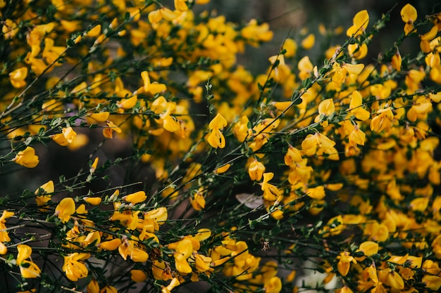 Free photo scotch broom yellow flowers blooming outdoors