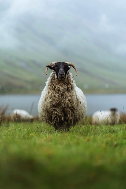 Free Photo scottish blackface sheep at talisker bay on the isle of skye in scotland