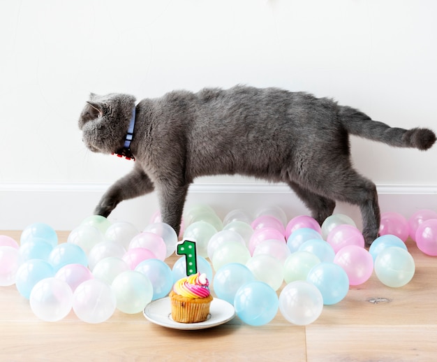 Free photo scottish fold cat celebrating its first birthday