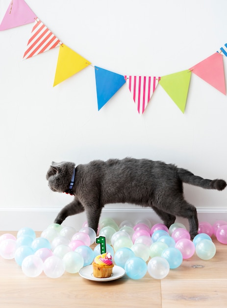 Free photo scottish fold cat celebrating its first birthday