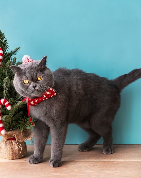 Scottish Fold cat wearing a red bow celebrating Christmas