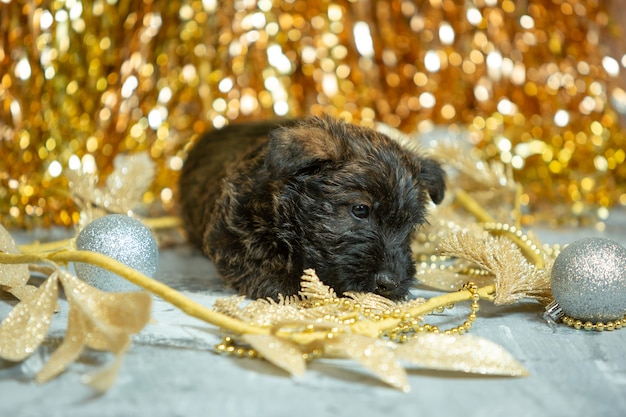 Free photo scottish terrier puppy posing. cute black doggy or pet playing with christmas and new year decoration. looks cute. concept of holidays, festive time, winter mood. negative space.