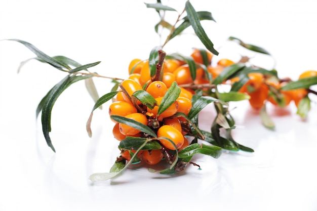 Sea buckthorn over white background