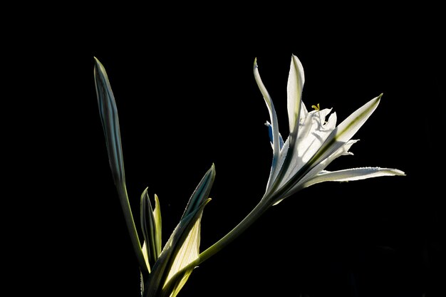 Sea daffodil, Pancratium maritimum.