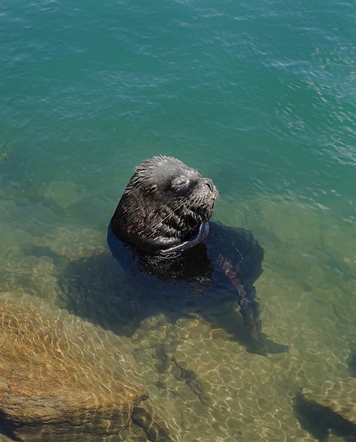 Free photo sea lion shoreline chile