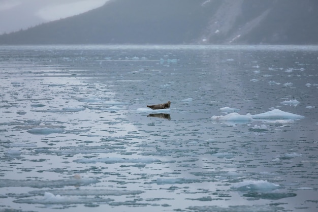 Sea lion