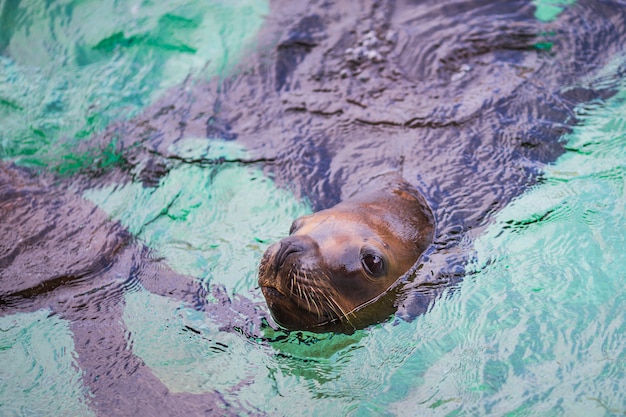 Free photo sea lions