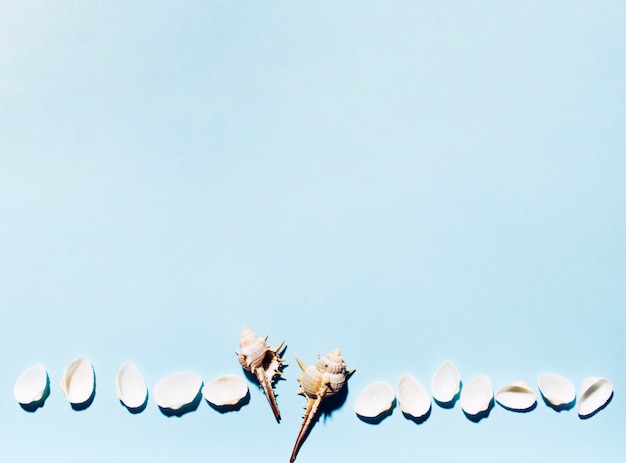 Free photo sea shells in row on colorful background