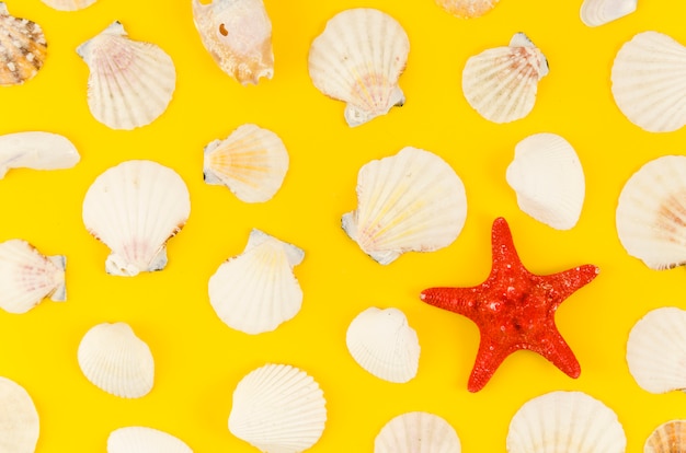 Free Photo sea star with many shells on table