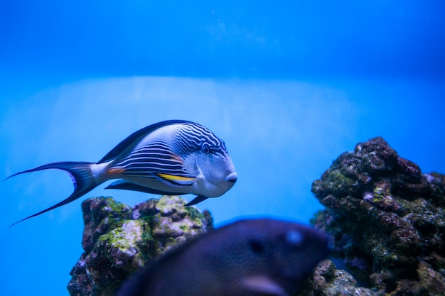 sea tropical aquarium coral fish