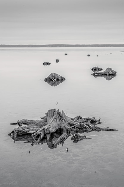 Free photo sea with trunks