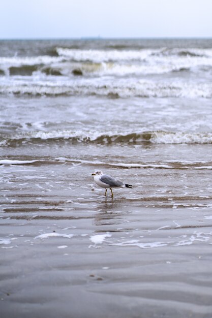 Seagull on the beach