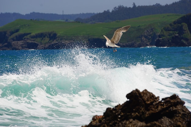 Free Photo a seagull fishing on the shore