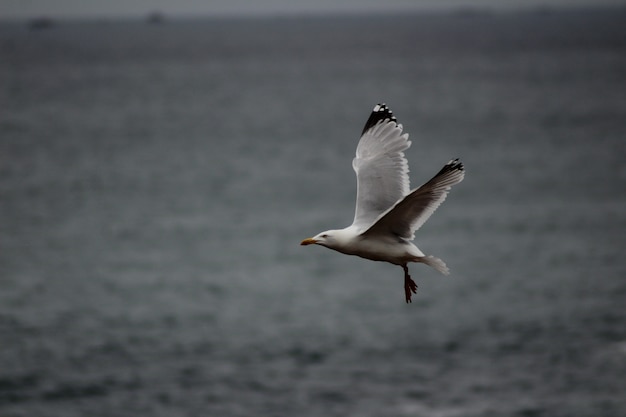 Free Photo seagull flying low over the sea level