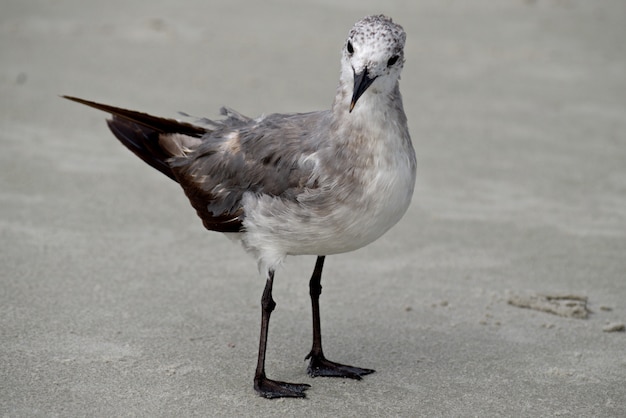 Seagull on the ground