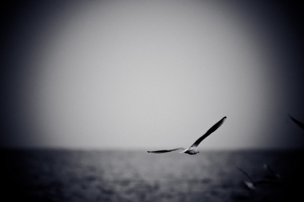 Free photo seagull soaring over sea. black and white photo with film grain effect